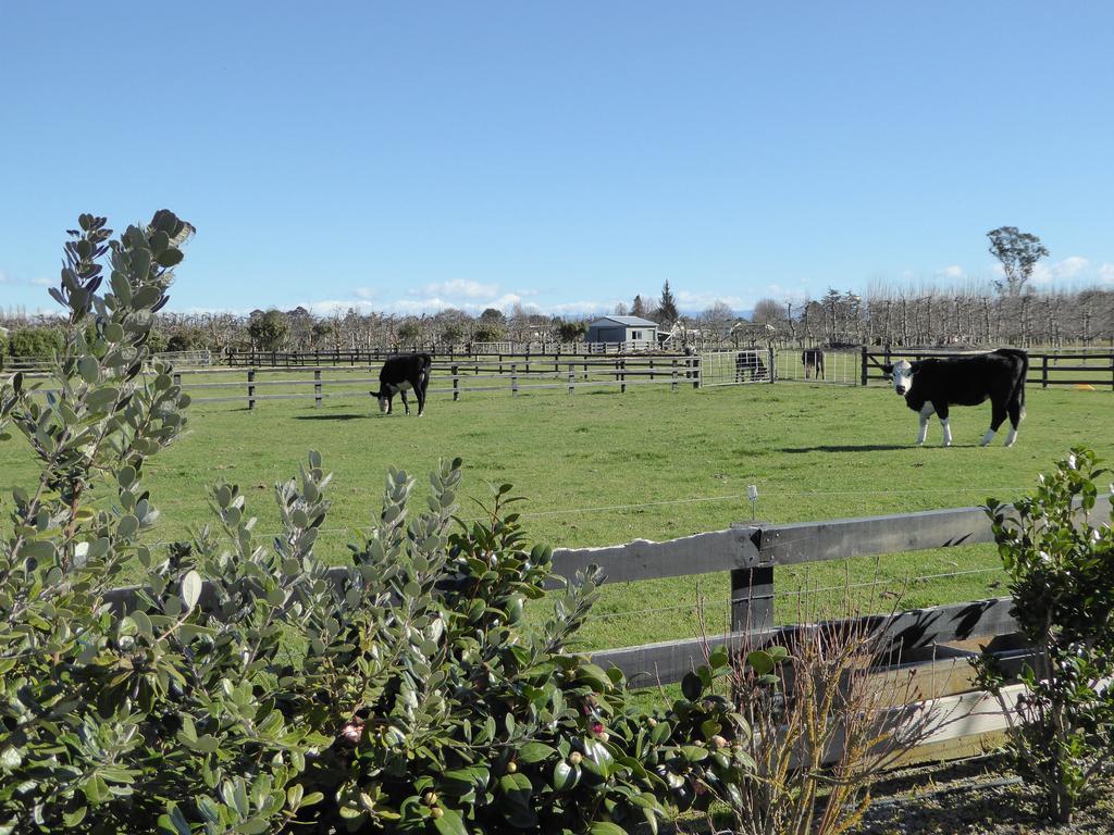 Cottages On St Andrews Havelock North Zewnętrze zdjęcie
